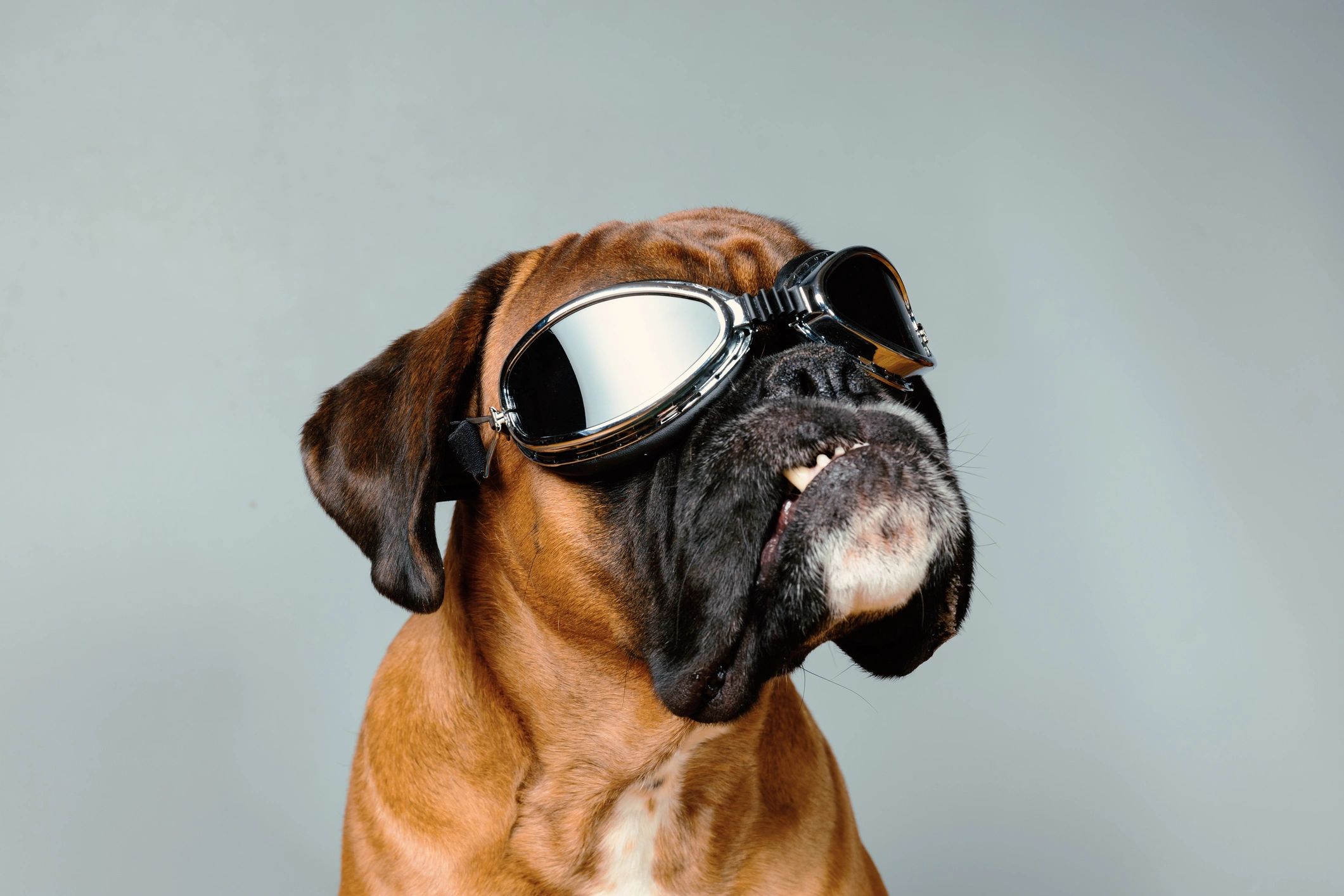 Boxer dog wearing retro goggles against a neutral background