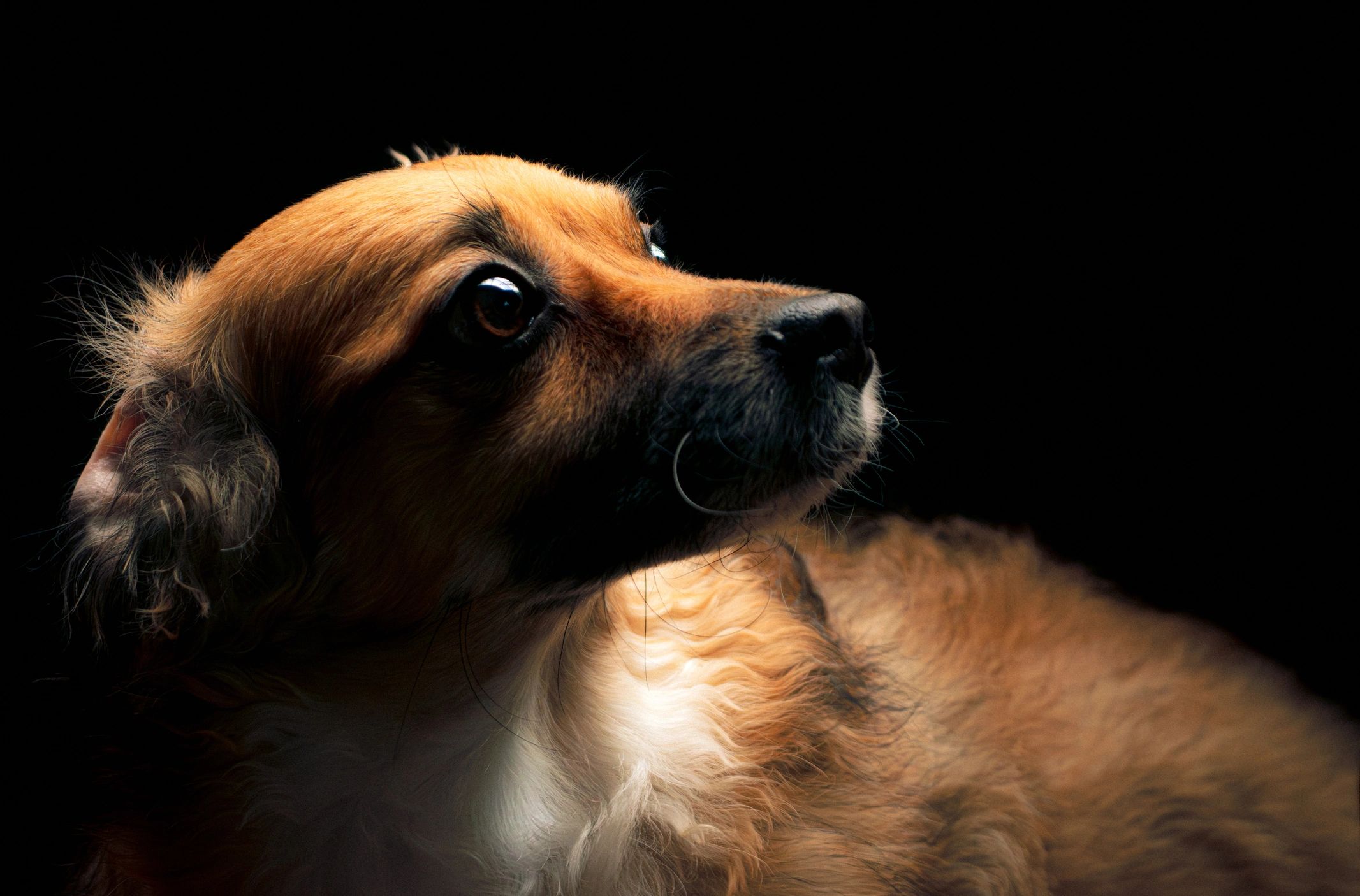 Golden dog portrait under dramatic lighting