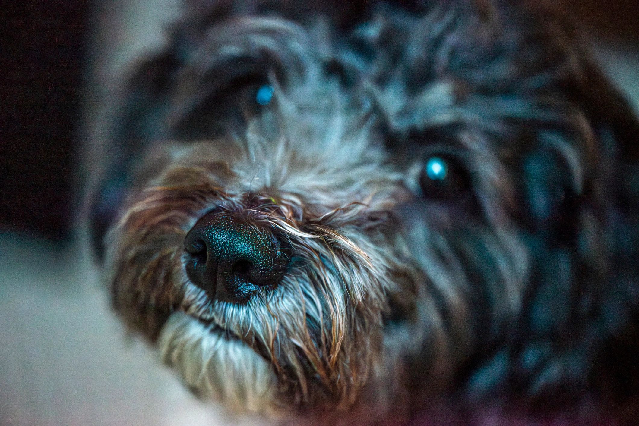 Black and white dog portrait with expressive eyes